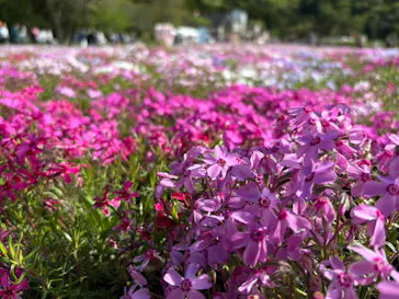 富士芝桜まつり(富士本栖湖リゾート)に投稿された画像（2026/5/27）