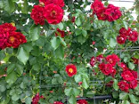 EnglishGardenローザンベリー多和田に投稿された画像（2026/5/27）