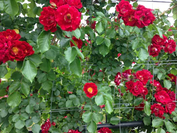 EnglishGardenローザンベリー多和田に投稿された画像（2026/5/27）