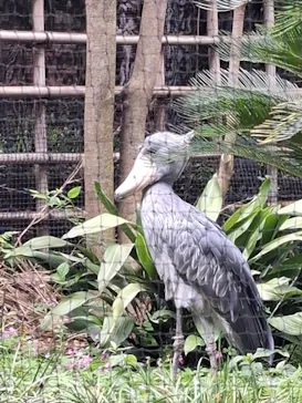 恩賜上野動物園に投稿された画像（2026/5/27）