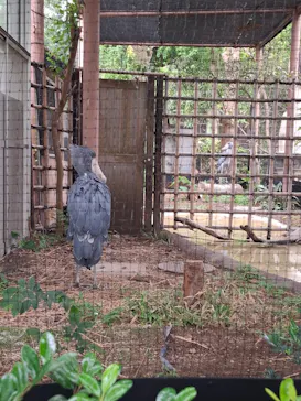 恩賜上野動物園に投稿された画像（2026/5/27）