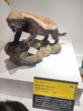 特別展「超危険生物展　科学で挑む生き物の本気」に投稿された画像（2026/5/28）
