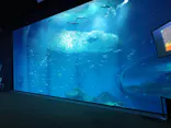 アクアワールド茨城県大洗水族館に投稿された画像（2026/5/28）