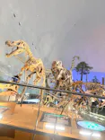 福井県立恐竜博物館に投稿された画像（2026/5/28）