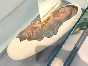 福井県立恐竜博物館に投稿された画像（2026/5/28）