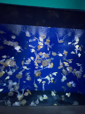 新江ノ島水族館に投稿された画像（2026/5/28）