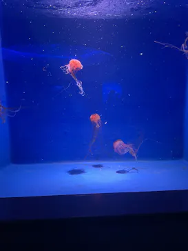 新江ノ島水族館に投稿された画像（2026/5/28）