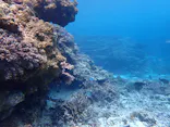 ONLYONE divingに投稿された画像（2026/5/28）