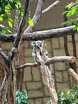 名古屋市東山動植物園に投稿された画像（2026/5/28）