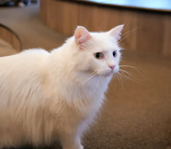 猫カフェモカ 渋谷公園通り店の口コミ ｜良い環境で猫達と遊べてとても