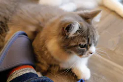 猫カフェモカ　渋谷公園通り店に投稿された画像（2026/5/28）