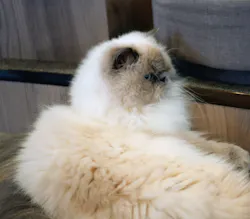 猫カフェモカ　渋谷公園通り店に投稿された画像（2026/5/28）