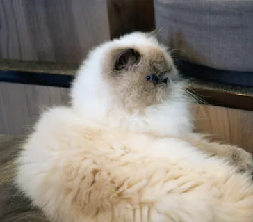 猫カフェモカ　渋谷公園通り店に投稿された画像（2026/5/28）