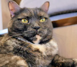猫カフェモカ　渋谷公園通り店に投稿された画像（2026/5/28）