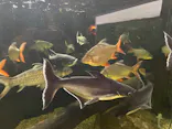 世界淡水魚園水族館　アクア・トトぎふに投稿された画像（2026/5/28）