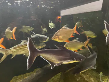 世界淡水魚園水族館　アクア・トトぎふに投稿された画像（2026/5/28）