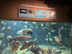 世界淡水魚園水族館　アクア・トトぎふに投稿された画像（2026/5/28）