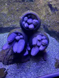 仙台うみの杜水族館に投稿された画像（2026/5/29）