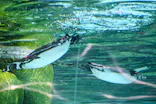 天王寺動物園に投稿された画像（2026/5/29）