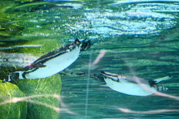 天王寺動物園に投稿された画像（2026/5/28）