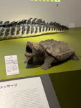 特別展「超危険生物展　科学で挑む生き物の本気」に投稿された画像（2026/5/29）