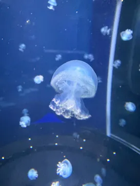 新江ノ島水族館に投稿された画像（2026/5/29）