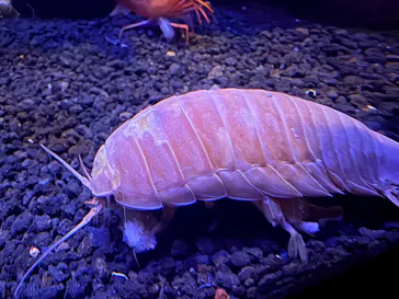 新江ノ島水族館に投稿された画像（2026/5/29）