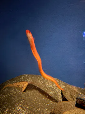 新江ノ島水族館に投稿された画像（2026/5/29）