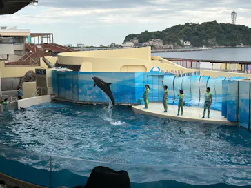 新江ノ島水族館に投稿された画像（2026/5/29）