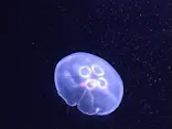サンシャイン水族館に投稿された画像（2026/5/29）