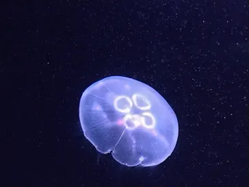 サンシャイン水族館に投稿された画像（2026/5/29）