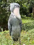 恩賜上野動物園に投稿された画像（2026/5/29）