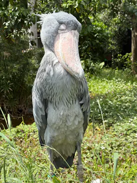 恩賜上野動物園に投稿された画像（2026/5/29）