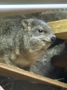 恩賜上野動物園に投稿された画像（2026/5/29）