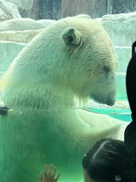 恩賜上野動物園に投稿された画像（2026/5/29）