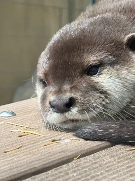 恩賜上野動物園に投稿された画像（2026/5/29）