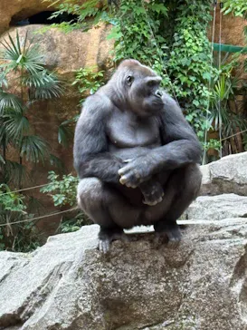 恩賜上野動物園に投稿された画像（2026/5/29）