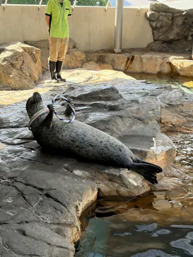 しながわ水族館に投稿された画像（2026/5/29）