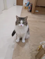 Cat Café MOFF イオンモール豊川店に投稿された画像（2026/5/29）