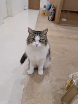 Cat Café MOFF イオンモール豊川店に投稿された画像（2026/5/29）