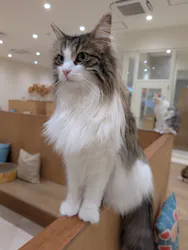 Cat Café MOFF イオンモール豊川店に投稿された画像（2026/5/29）