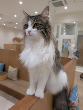 Cat Café MOFF イオンモール豊川店に投稿された画像（2026/5/29）