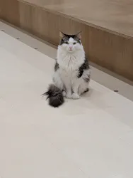 Cat Café MOFF イオンモール豊川店に投稿された画像（2026/5/29）