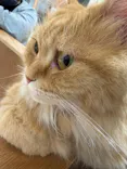 Cat Café MOFF 仙台PARCO店に投稿された画像（2026/5/29）