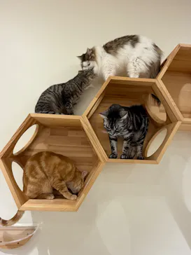 Cat Café MOFF 仙台PARCO店に投稿された画像（2026/5/29）