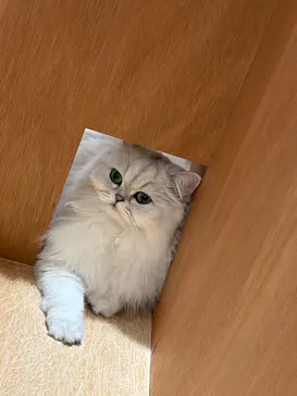 Cat Café MOFF 仙台PARCO店に投稿された画像（2026/5/29）
