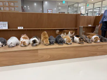Cat Café MOFF 仙台PARCO店に投稿された画像（2026/5/29）