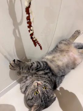 Cat Café MOFF 仙台PARCO店に投稿された画像（2026/5/29）