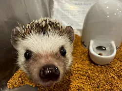 カワウソカフェ®️HARRY浅草店に投稿された画像（2026/5/29）