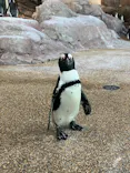 京都水族館に投稿された画像（2026/5/29）